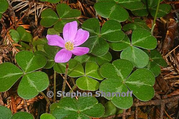 oxalis oregana 4 graphic